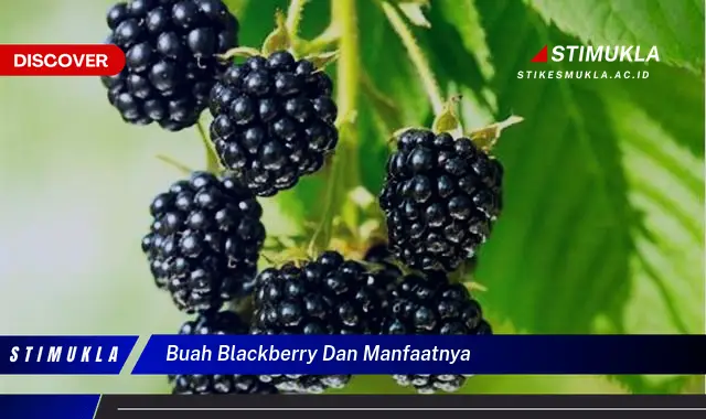 buah blackberry dan manfaatnya buah blackberry dan manfaatnya
