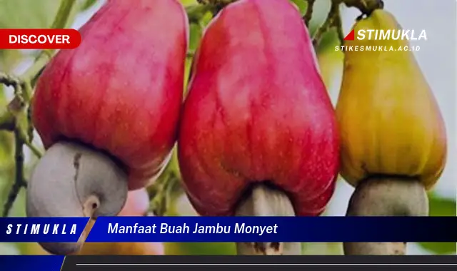 manfaat buah jambu monyet