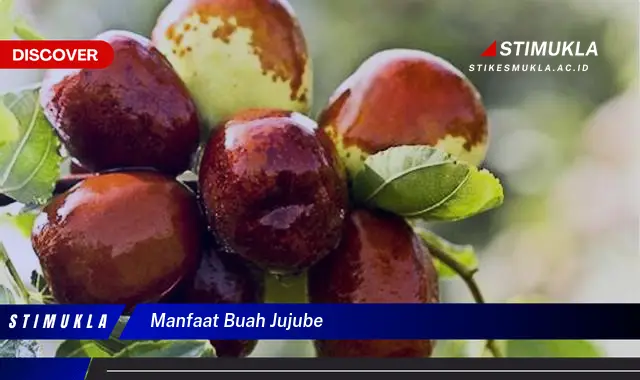 manfaat buah jujube manfaat buah jujube