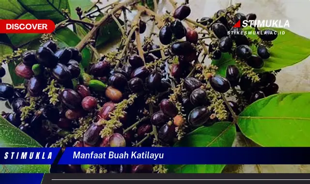 manfaat buah katilayu