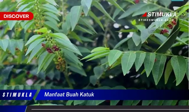 manfaat buah katuk