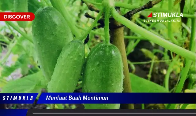manfaat buah mentimun