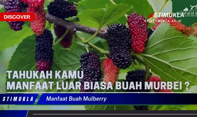 manfaat buah mulberry