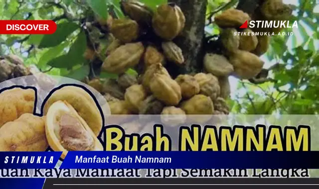 manfaat buah namnam manfaat buah namnam