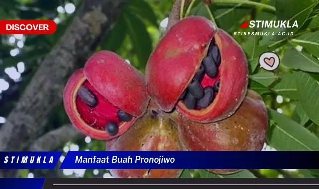 manfaat buah pronojiwo