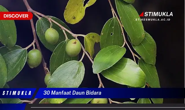 30 manfaat daun bidara
