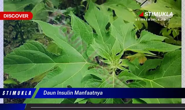 daun insulin manfaatnya