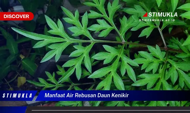manfaat air rebusan daun kenikir