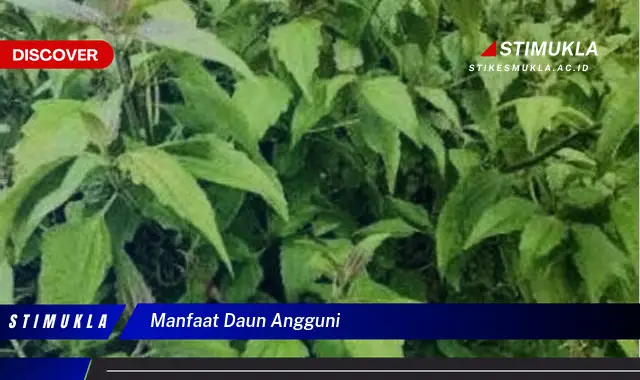 manfaat daun angguni