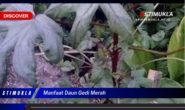 manfaat daun gedi merah