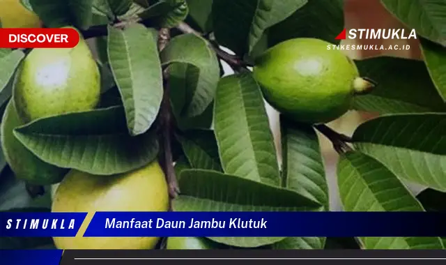 manfaat daun jambu klutuk