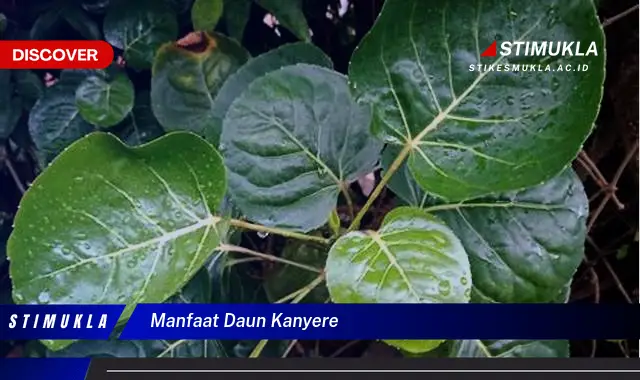 manfaat daun kanyere