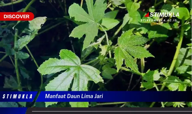 manfaat daun lima jari manfaat daun lima jari