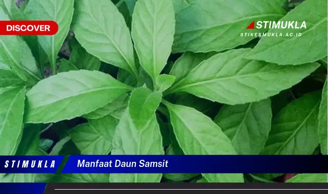 manfaat daun samsit