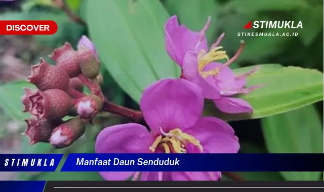 manfaat daun senduduk