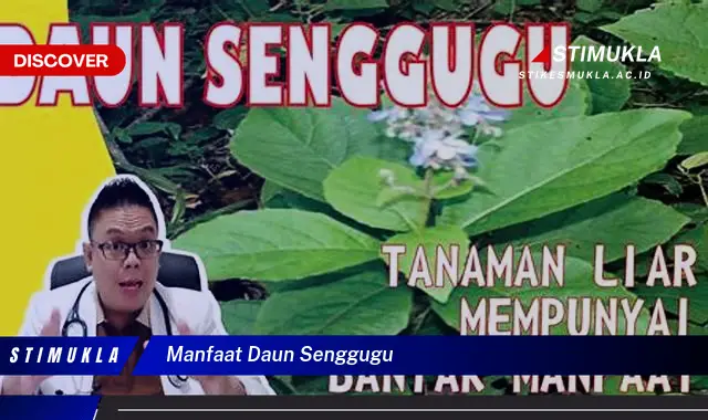 manfaat daun senggugu